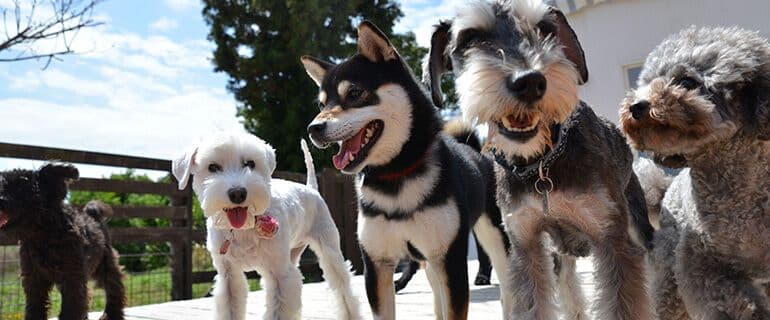 愛犬のトレーニング